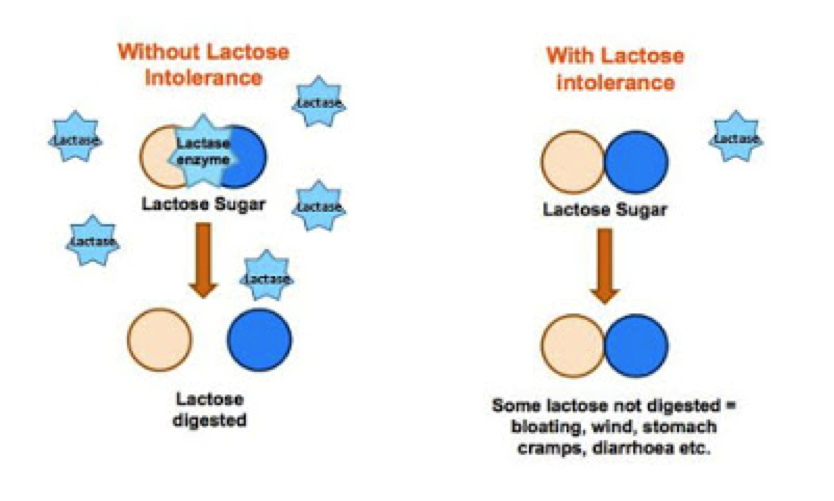What is lactose intolerance?_8ae4520d