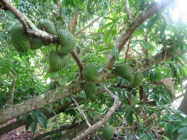 Гуанабана - дерево с плодами