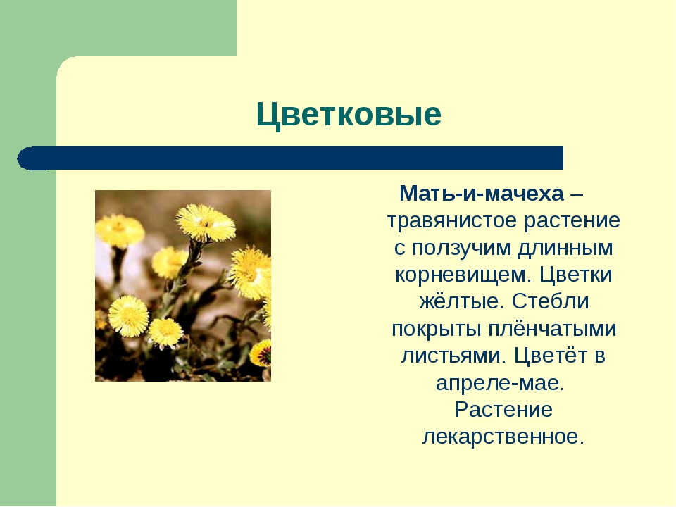 Тексты описания цветов. Мать-и-мачеха рассказ для 2 класса. Научный текст о мать-и-мачеха. Рассказ о растении мать и мачеха 3 класс. Мать и мачеха растение рассказ для 2 класса.