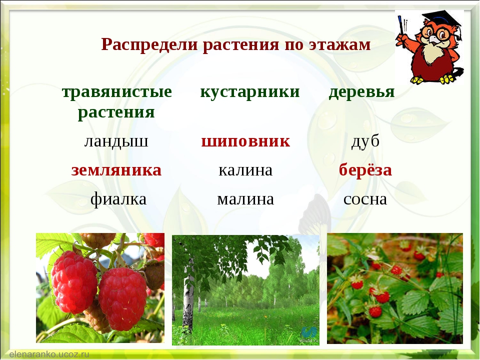 К какой группе растений относится. Распредели растения на группы. Распределите растения по группам. Распредели растения по ярусам. Распредели данные растения по ярусам.