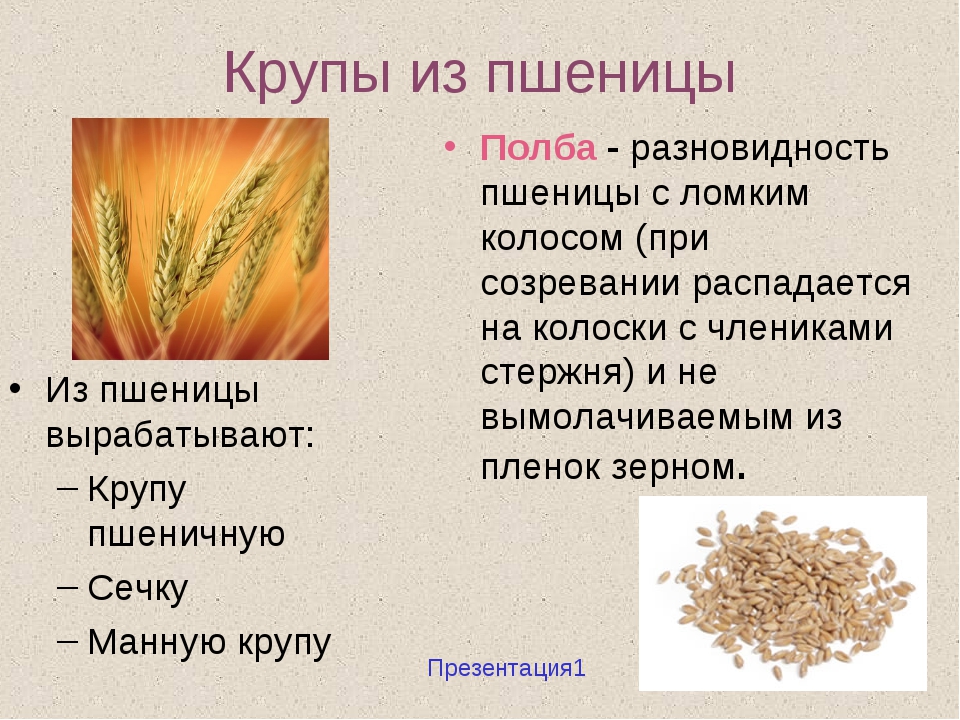 Крупа из пшеницы. Крупы из пшеницы. Крупы из пшеницы названия. Разновидности круп из пшеницы. Из пшеницы вырабатывают крупы.