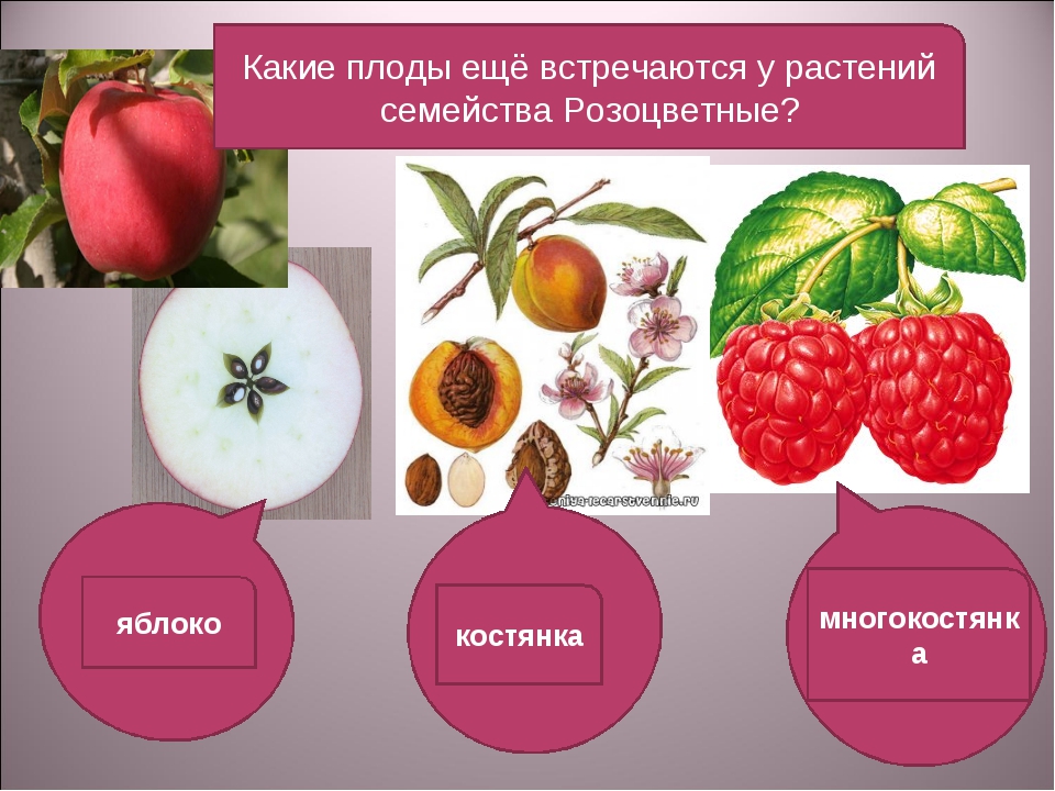 Плоды покрытосеменных растений. Розоцветные плод многокостянка. Плод яблоко семейство Розоцветные. Плод костянка семейство. Многоорешек Розоцветные.