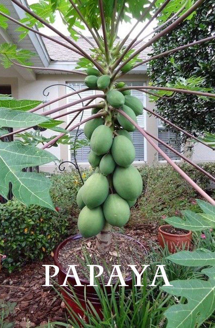 papaya grow in pot