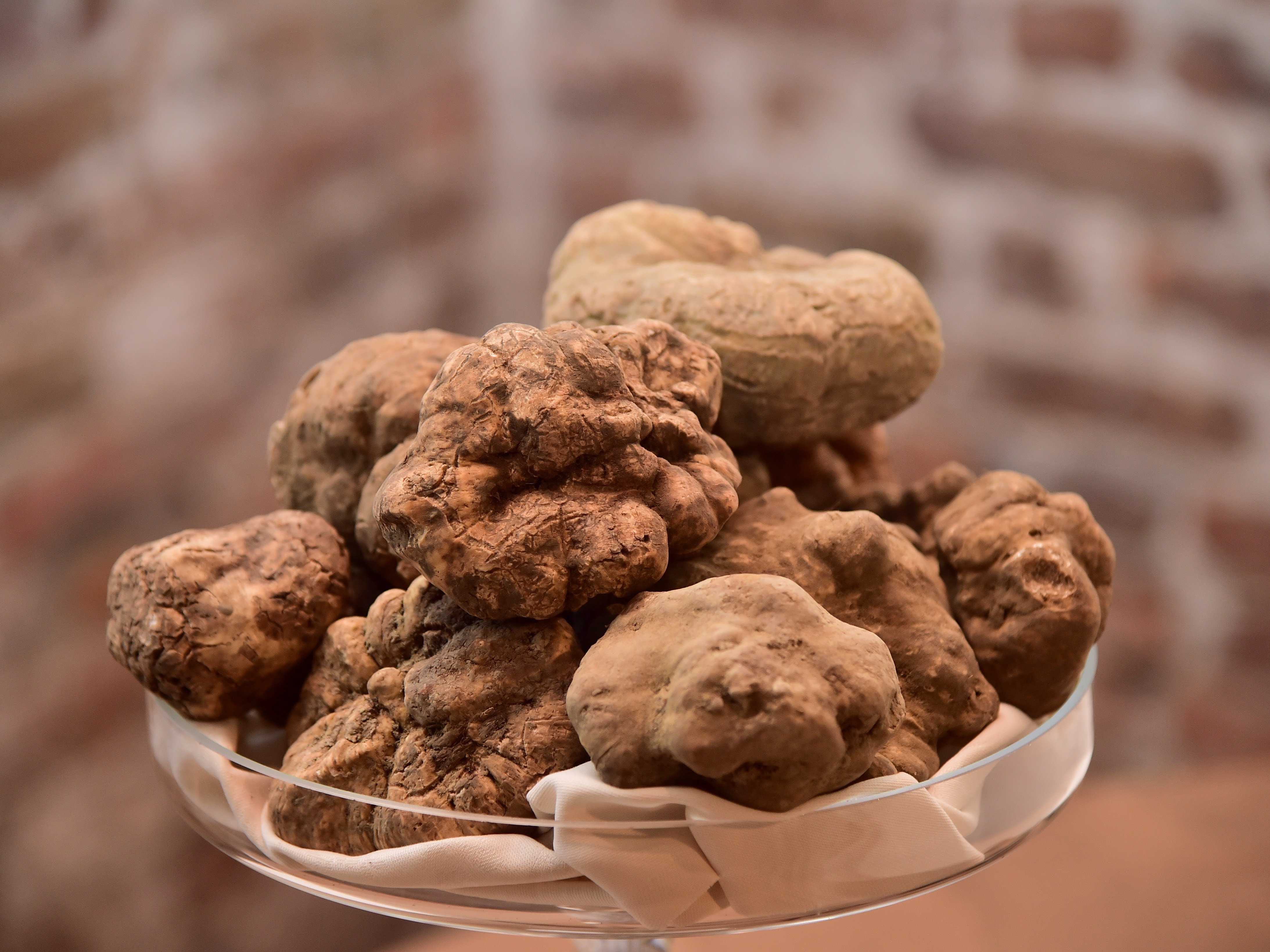 White truffle. Трюфель пьемонтский. Белый Тосканский трюфель. Белый пьемонтский трюфель. Трюфель Альба.