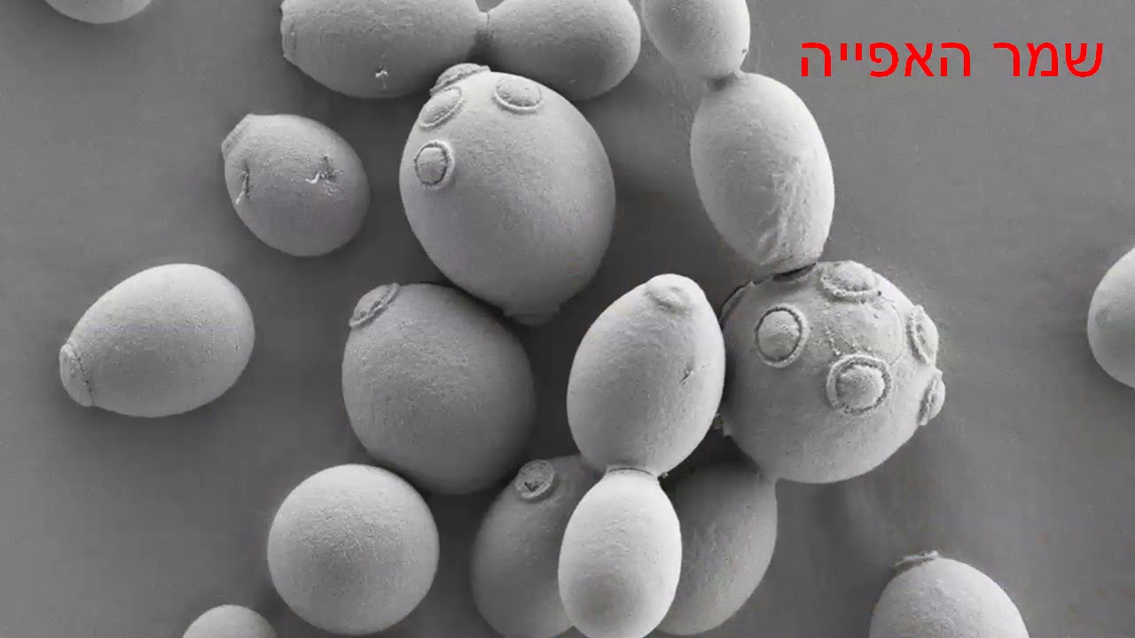 Дрожжевые грибы. Дрожжи Saccharomyces. Сахаромицес церевизия. Saccharomyces в микроскопе. Пекарские дрожжи Saccharomyces cerevisiae.