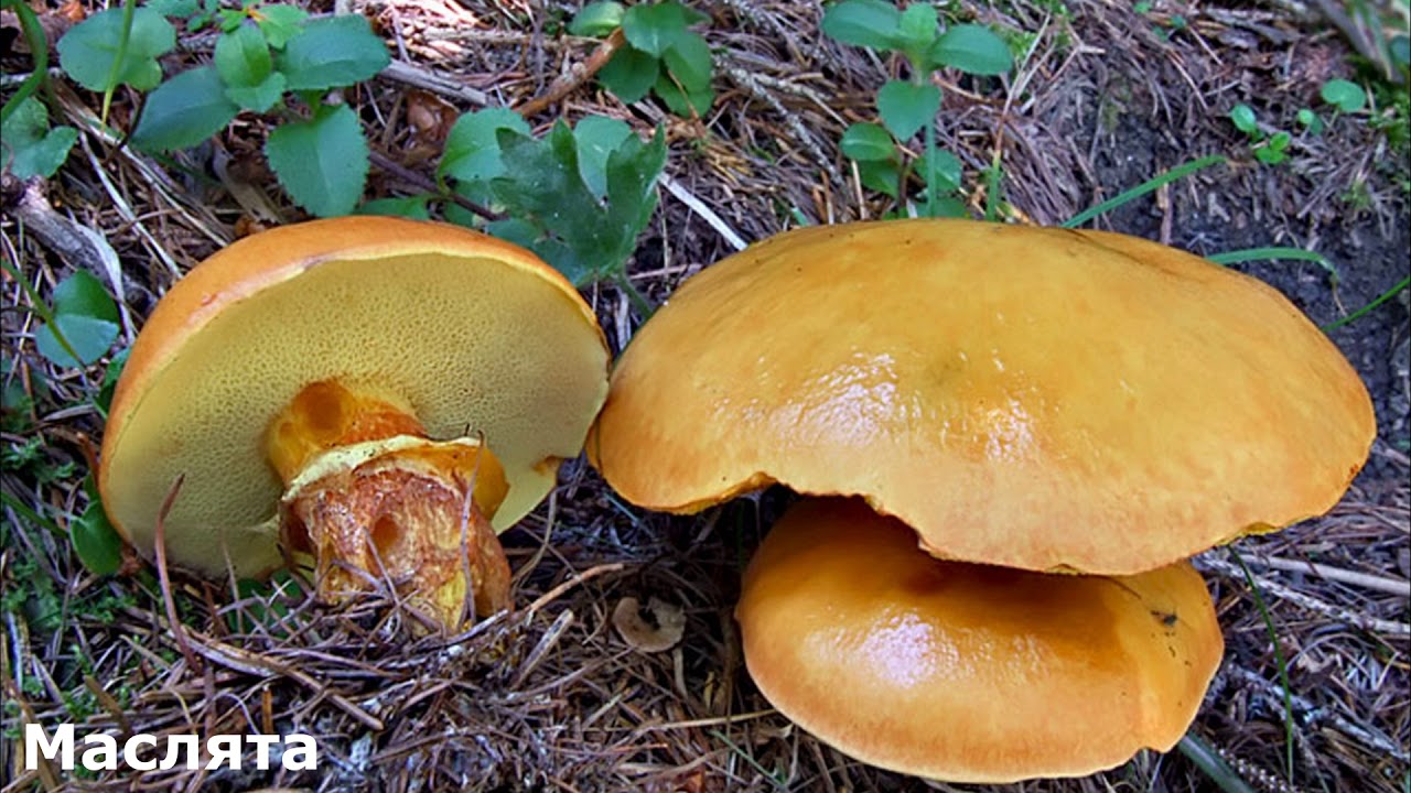 Есть гриб масленок. Масленок лиственничный. Suillus grevillei. Жёлтый маслёнок гриб. Маслёнок пластинчатый гриб.