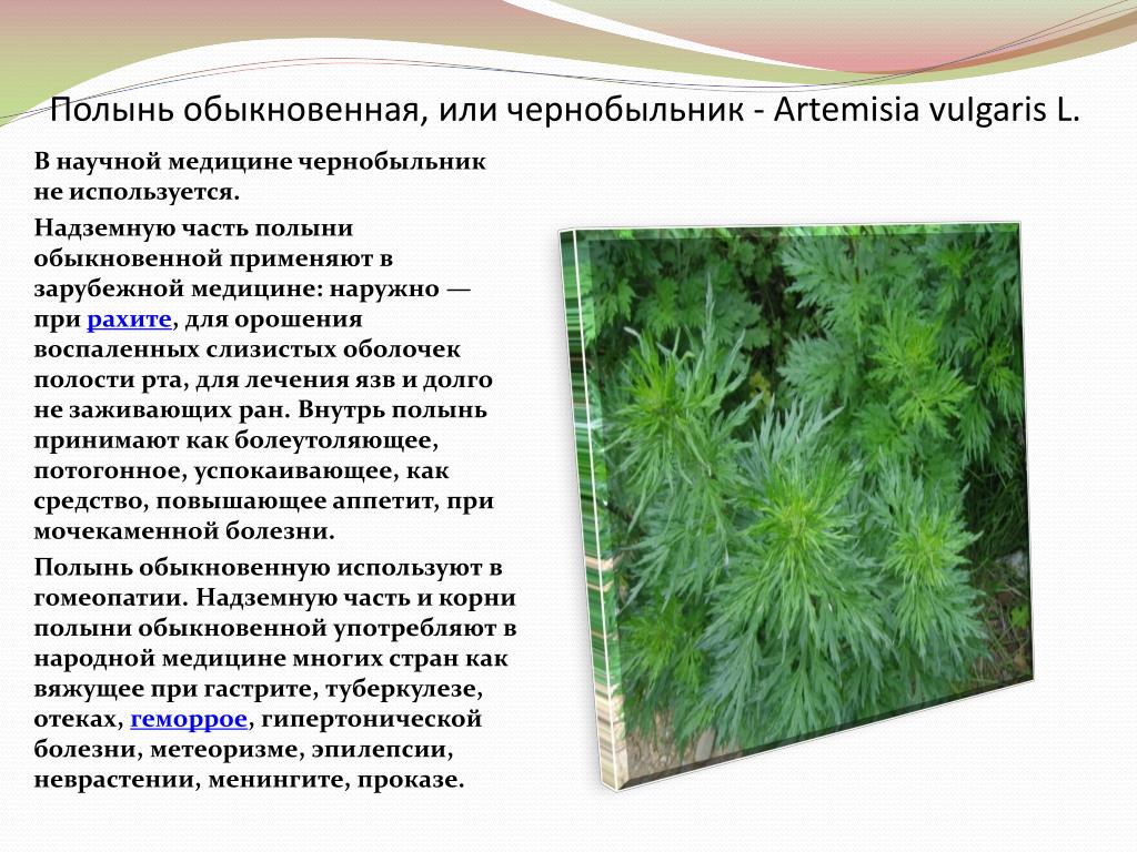 Польза полыни. Полынь обыкновенная опушение. Полынь обыкновенная ареал. Полынь горькая и обыкновенная разница. Полынь горькая таблица.