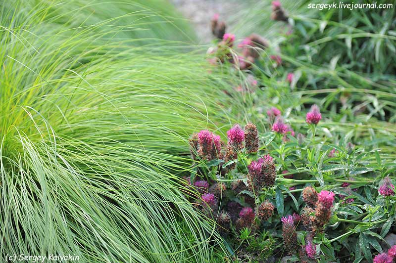 Trifolium rubens (2).jpg