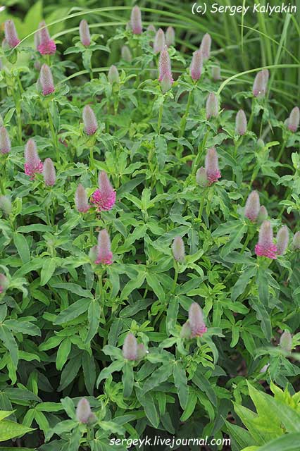 Trifolium rubens (6).jpg