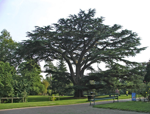 Cedar_of_Lebanon,_Forty_Hall,_Enfield_-_geograph.org.uk_-_708717.jpg