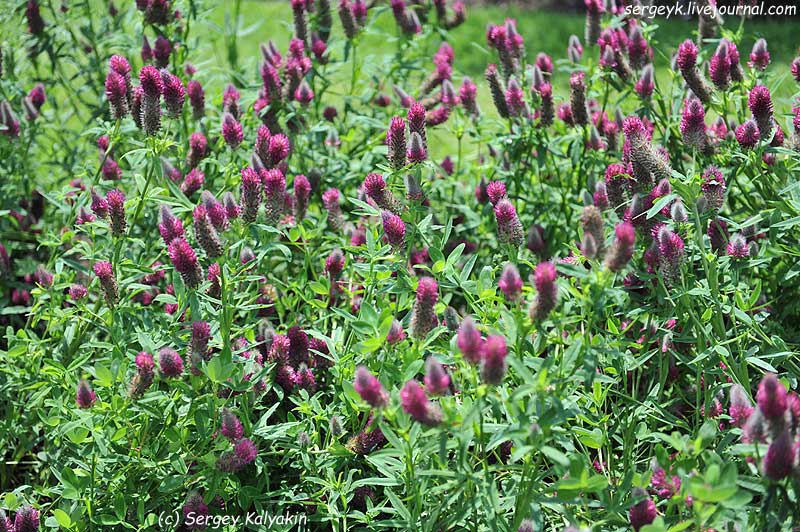 Trifolium rubens (18).jpg