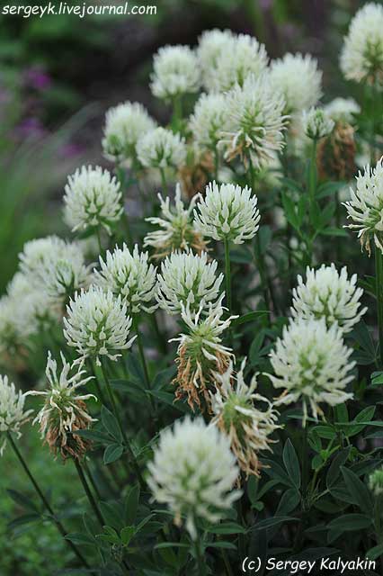 Trifolium ochroleucon (1).jpg