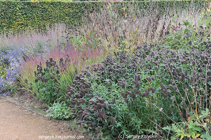 Trifolium rubens (11).jpg