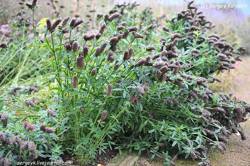 Trifolium rubens (9).jpg