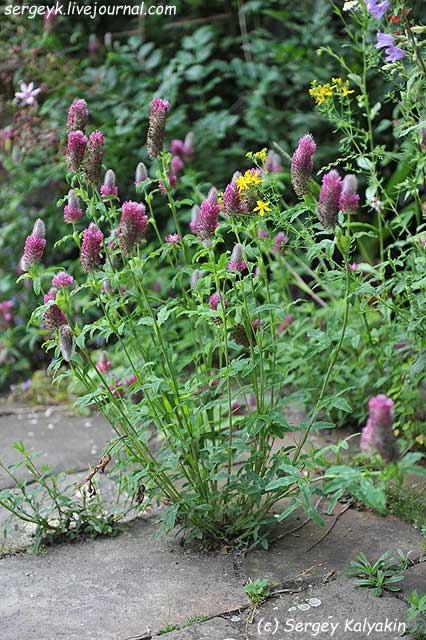 Trifolium rubens (17).jpg