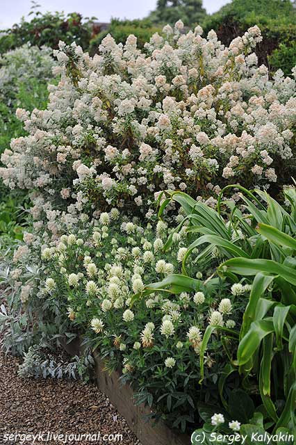 Trifolium ochroleucon (2).jpg