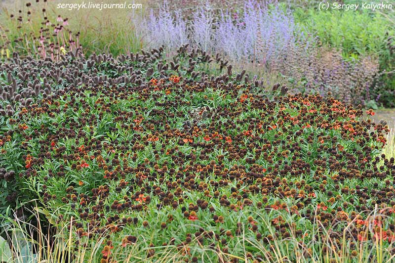 Trifolium rubens (14).jpg