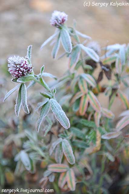 Trifolium rubens (8).jpg