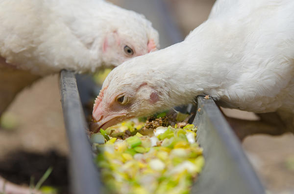 Подрастающие цыплята клюют витаминный корм