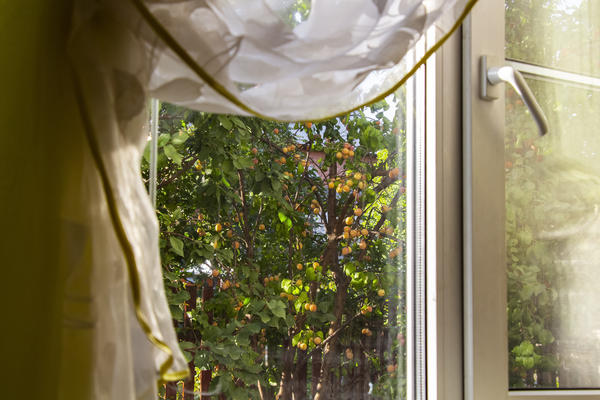 Абрикосовое дерево за окном