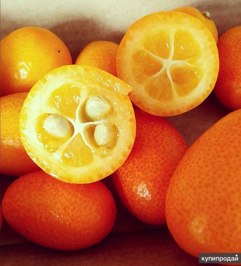 Кумкват плоды. Фрукт цитрус кумкват. Кумкват мандарин. Кумкват апельсин. Дикий мандарин кумкват.