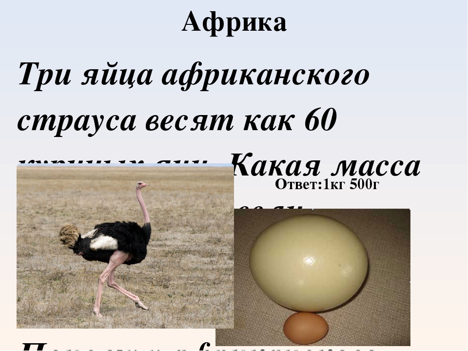 Сколько яиц несет. Сколько весит страус. Вес страусиного яйца. Вес страуса. Вес яйца страуса.