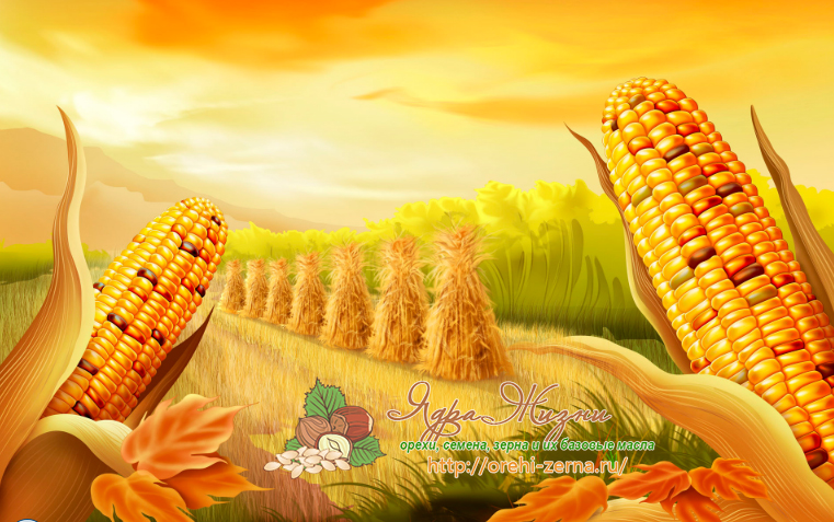 Кукуруза - обзор злака, польза и вред, свойства, сорта и применение