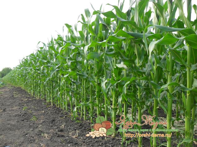 как растет кукуруза