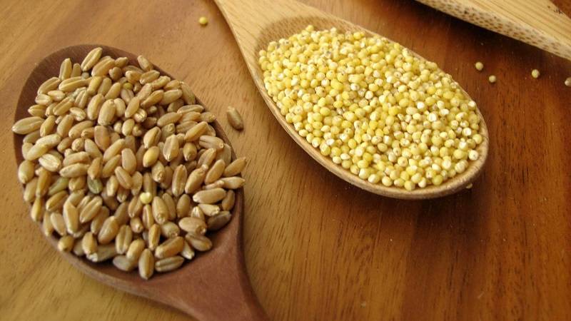 В чём разница между пшеничной крупой и пшеном.