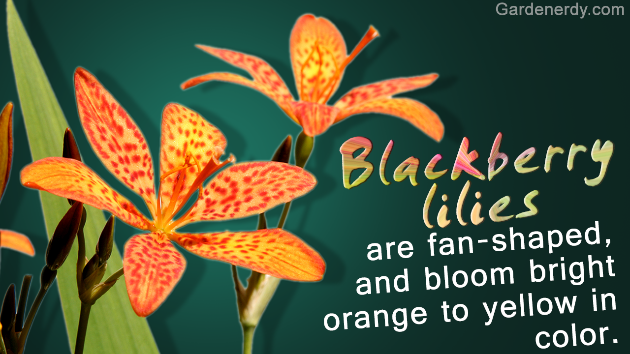 Orange Flower Names