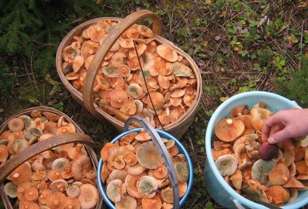 собранные грибы в корзинах