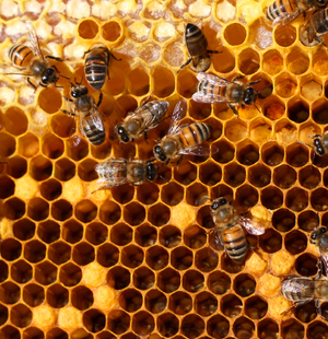 Выработка пчелами воска 
