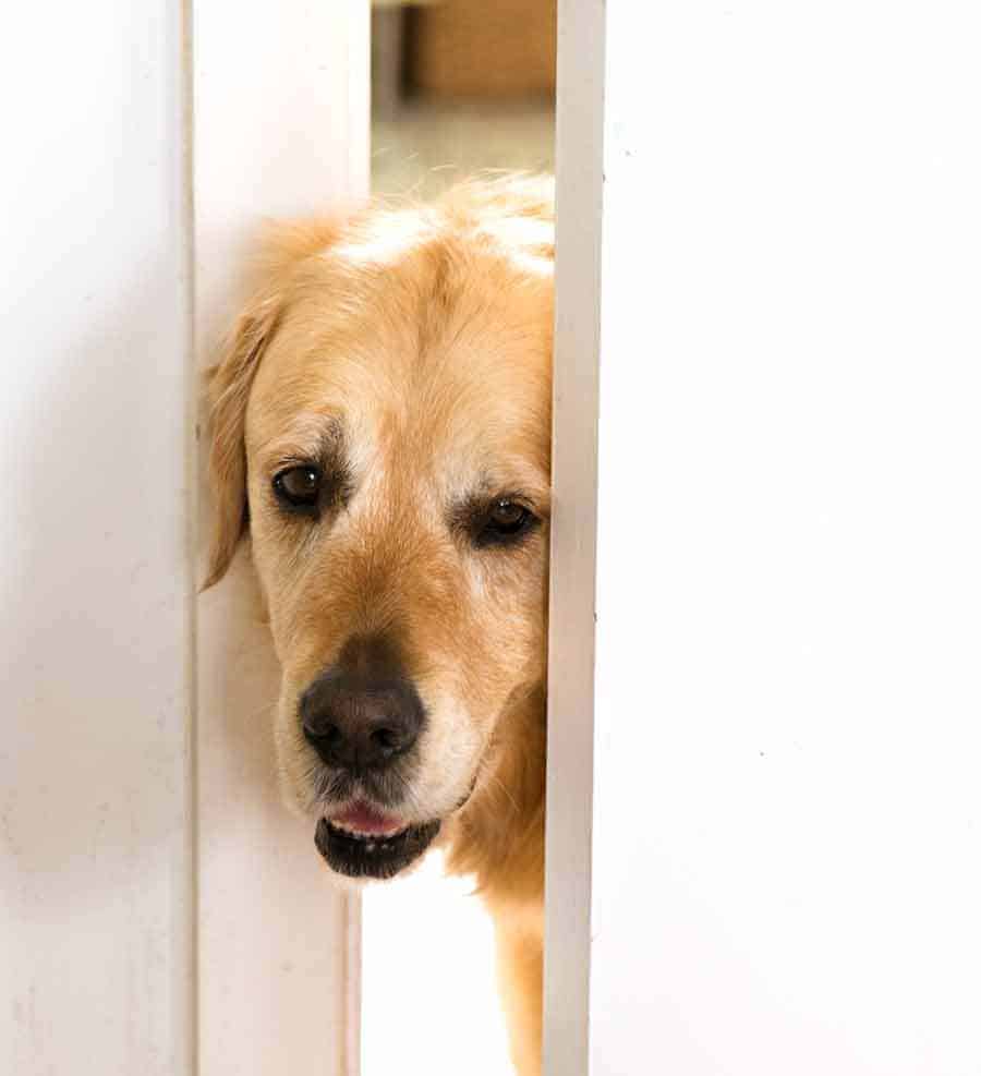 Dozer the golden retriever dog peeking through door