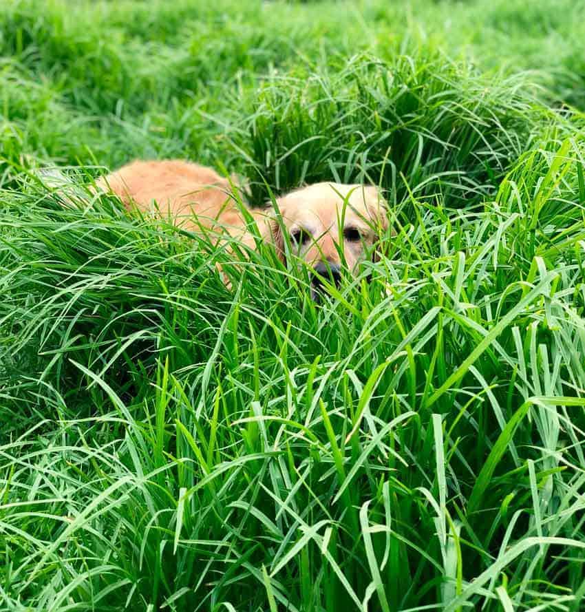Dozer the golden retriever hiding in long grass