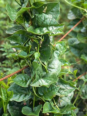 Spinach (Malabar)