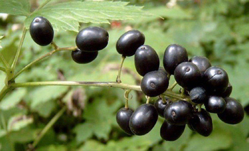 Черные ядовитые ягоды - Воронец колосистый