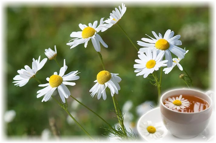 Чай из ромашки - как приготовить Чай из высушенных цветков ромашки аптечной с медом или сахаром дают пить всем, у кого бессонница, переутомление либо возбудимость. Чайную ложку сухого порошка из измельченных цветков заливают стаканом крутого кипятка и настаивают 10-15 мин. Пьют ромашковый чай с медом 2-3 раза в день.
