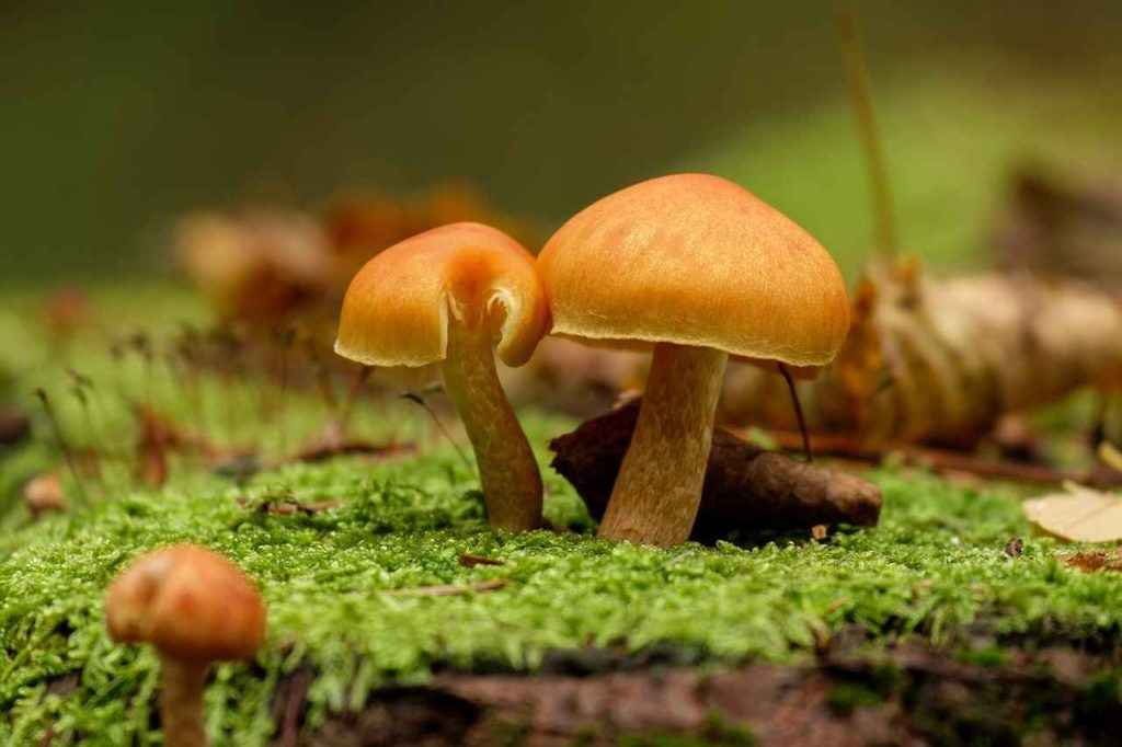 кобальт содержится в грибах
