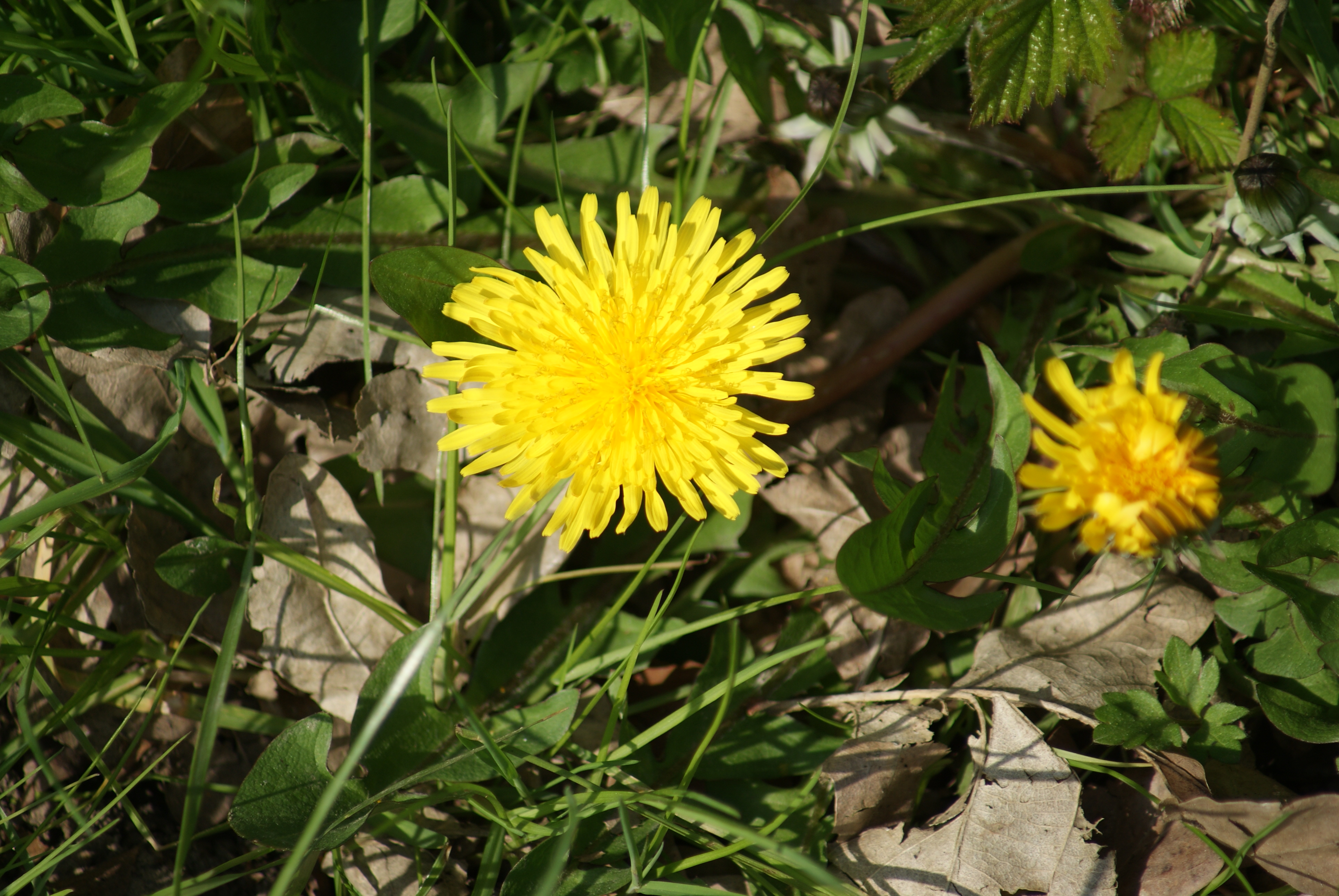 Одуванчик лекарственный сложноцветные. Одуванчик лекарственный- Taraxacum officinale web.. Taraxacum officinale сырье. Одуванчик лекарственный белый. Одуванчик аптечный лист.