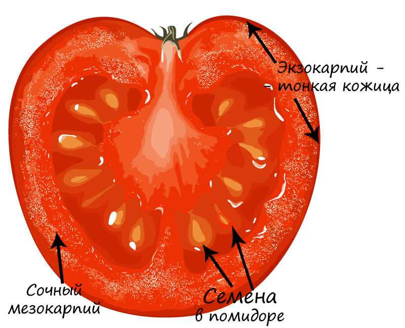 Плод помидора