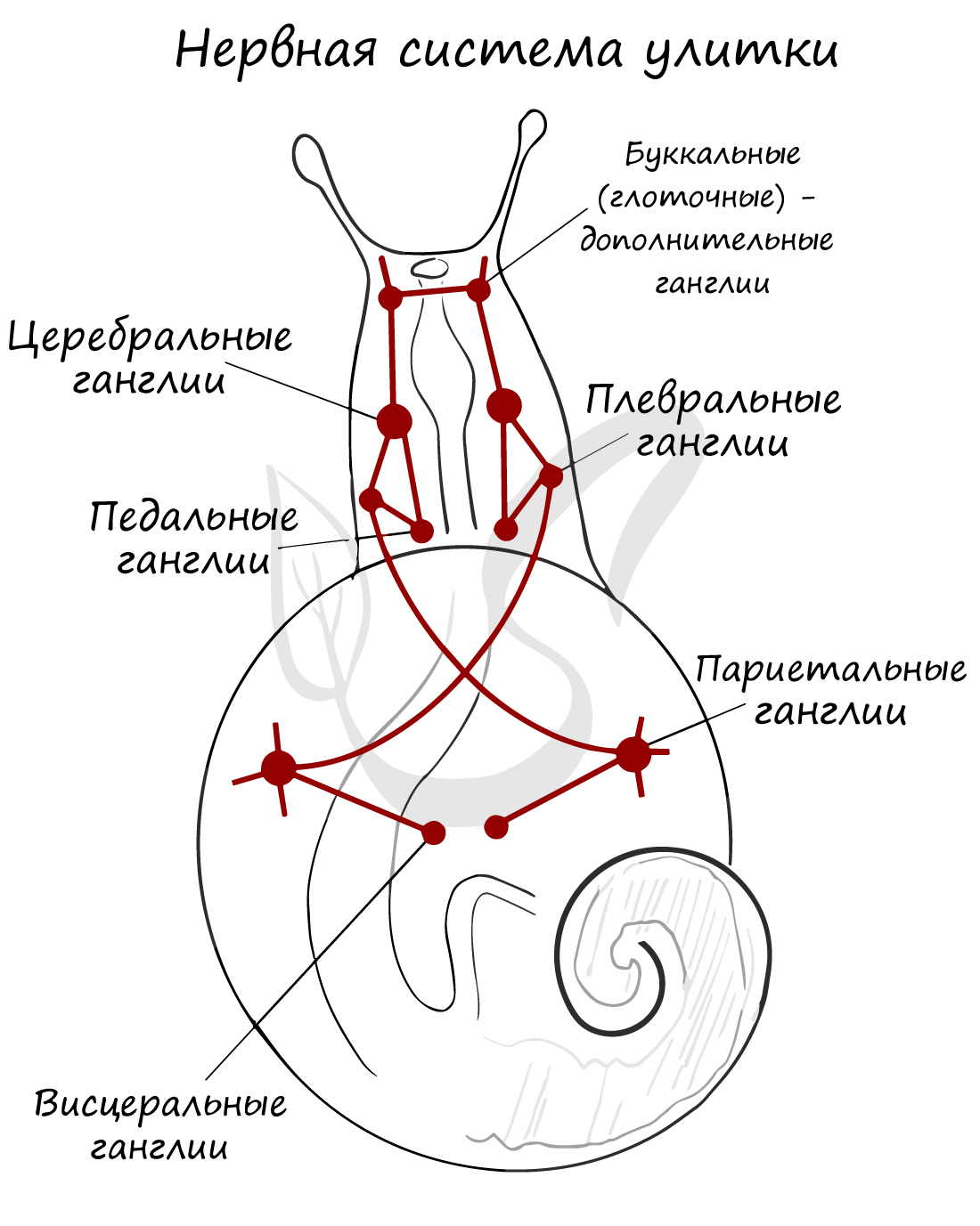 Нервная система моллюска