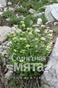 Васаби Eutrema integrifolium