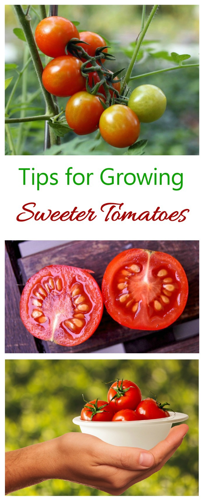Growing sweet tomatoes depends a lot on the type of tomato and your growing conditions. See my tips and myths about how to get sweeter tomatoes