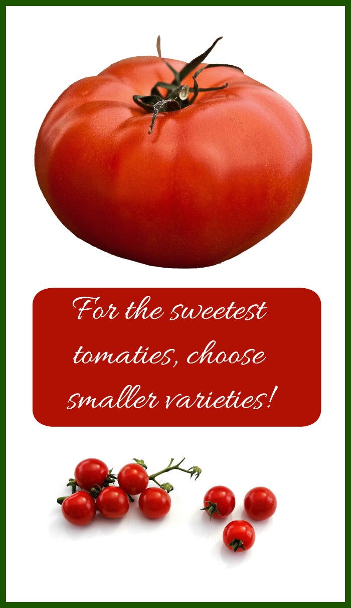 If sweetness is your aim in growing tomatoes, go for the smaller varieties such as cherry tomatoes