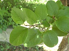 Cydonia oblonga leaves.jpg