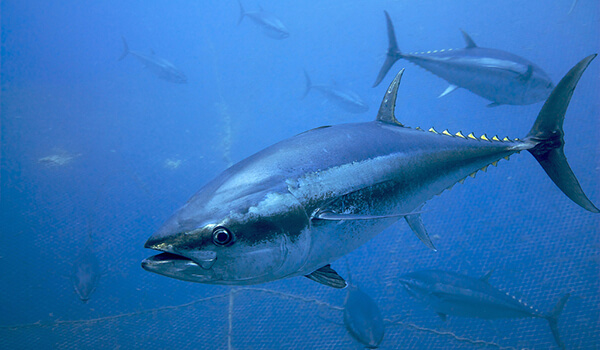 Фото: Рыба тунец