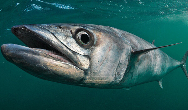 Фото: Рыба скумбрия
