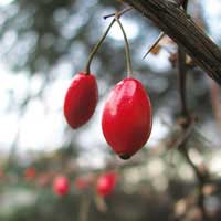 barberry-fruit-1
