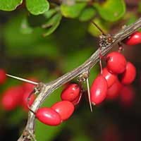 barberry-fruit-3