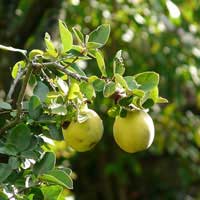 quince-fruit-1